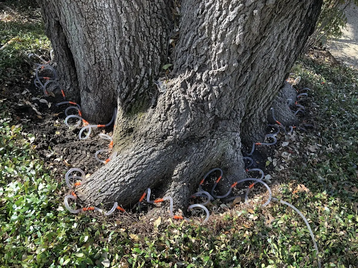 Detailed Tree Cabling and Bracing job site in Knox Dale