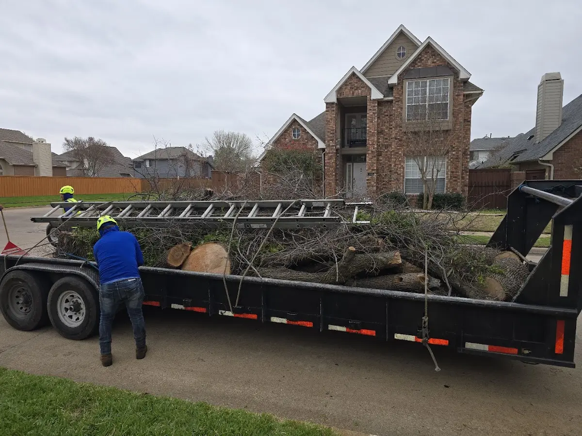 Expert Tree Removal with proper safety equipment in Knox Dale